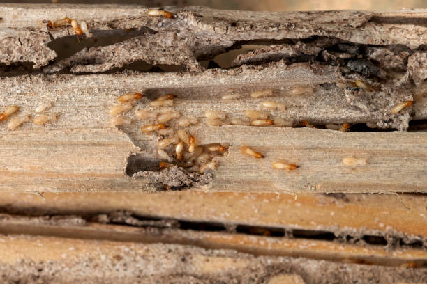 Pest Prevention Services in Jupiter Farms, FL